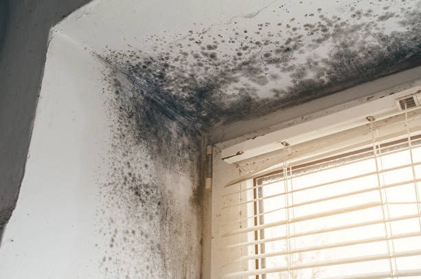 Affordable Hvac And Air Duct Mold Remediation solutions in Oak Hall, VA